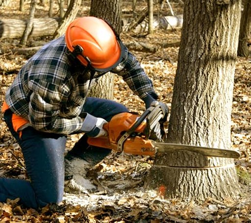 Tree Removal in Dubach, LA